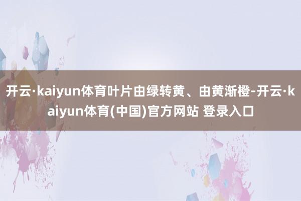 开云·kaiyun体育叶片由绿转黄、由黄渐橙-开云·kaiyun体育(中国)官方网站 登录入口